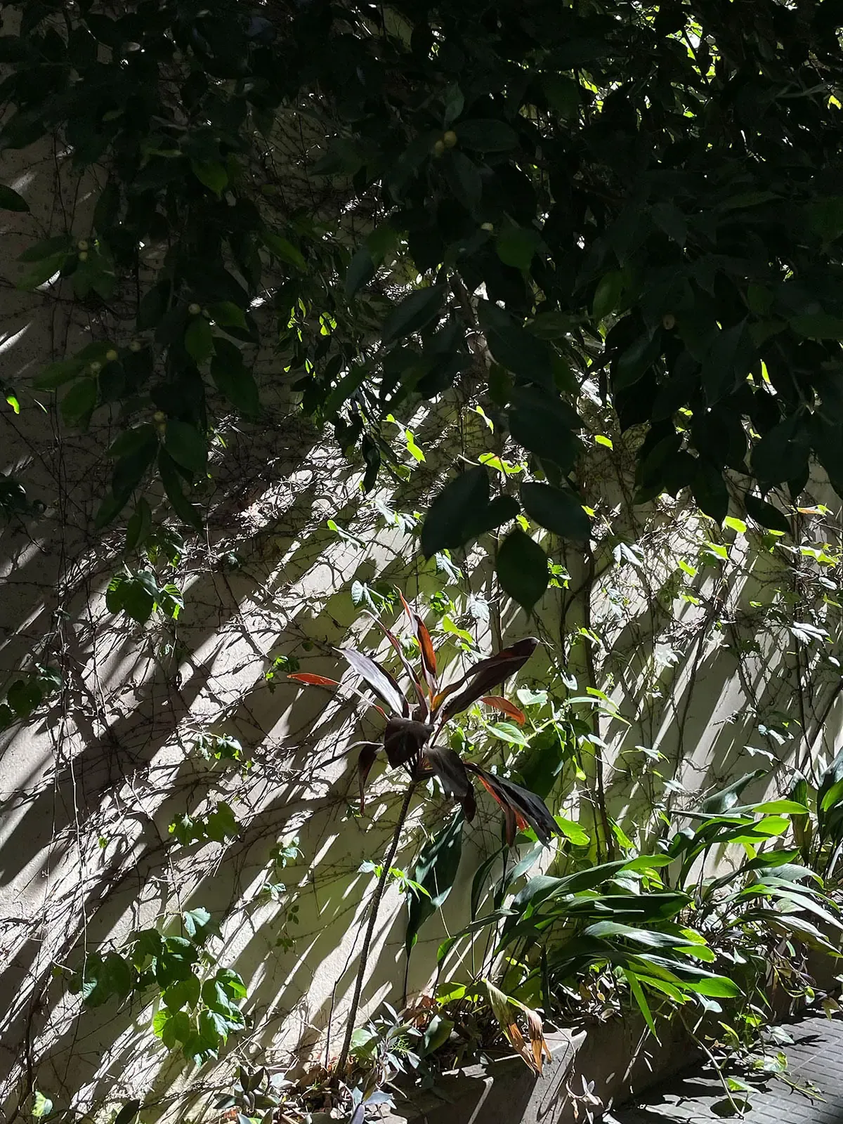 Plants taking over a wall in Buenos Aires.