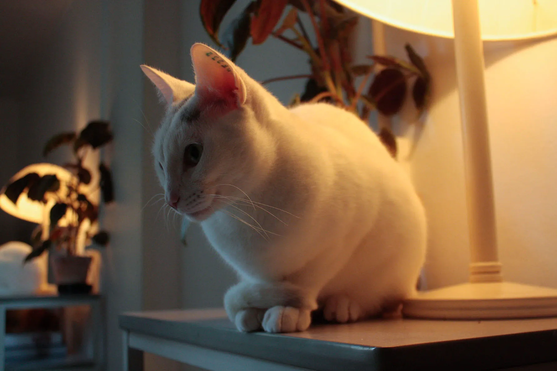 Portrait of an Airbnb host's cat in Copenhagen.