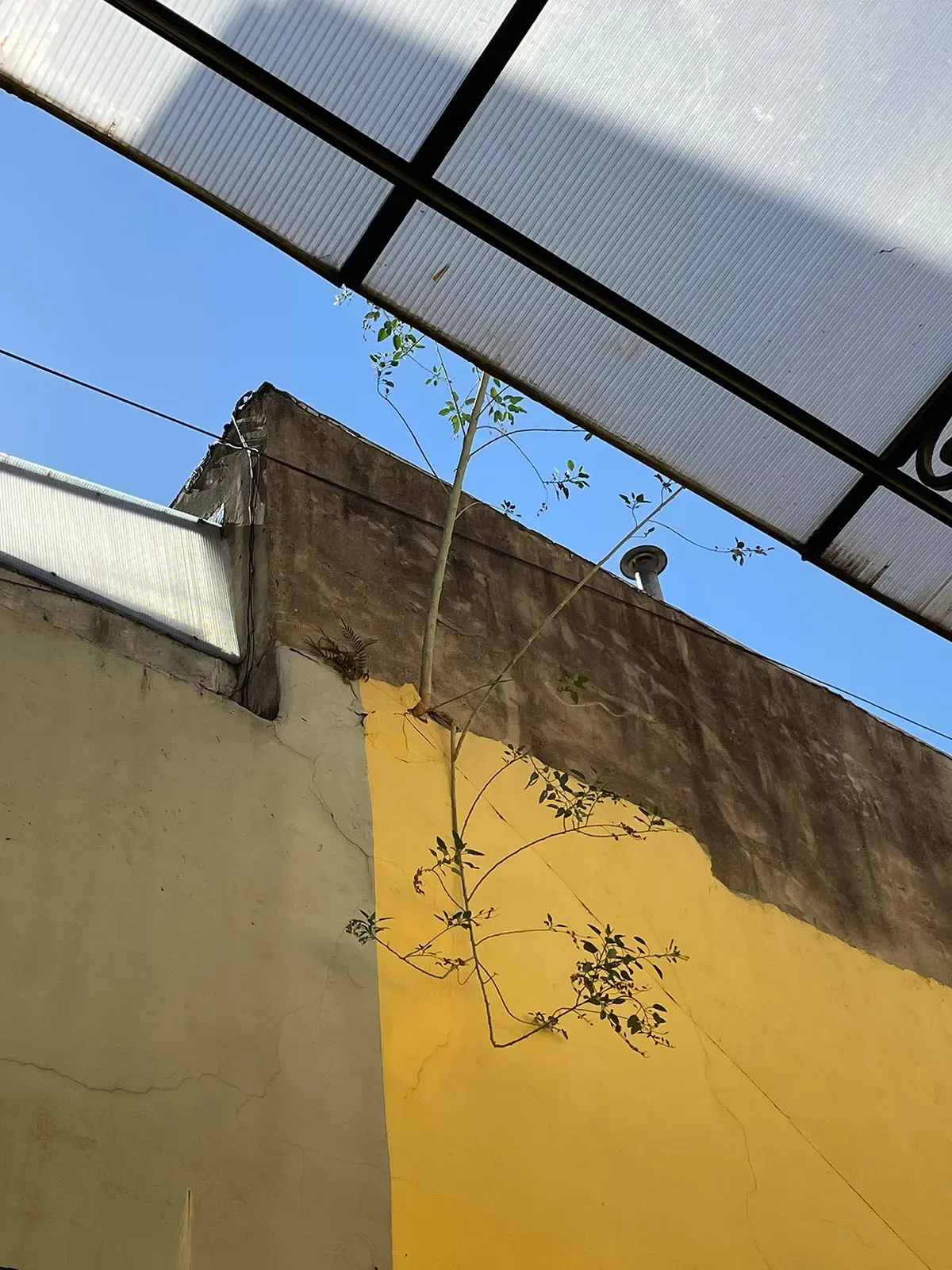 A tree branch pierced through a building's wall.