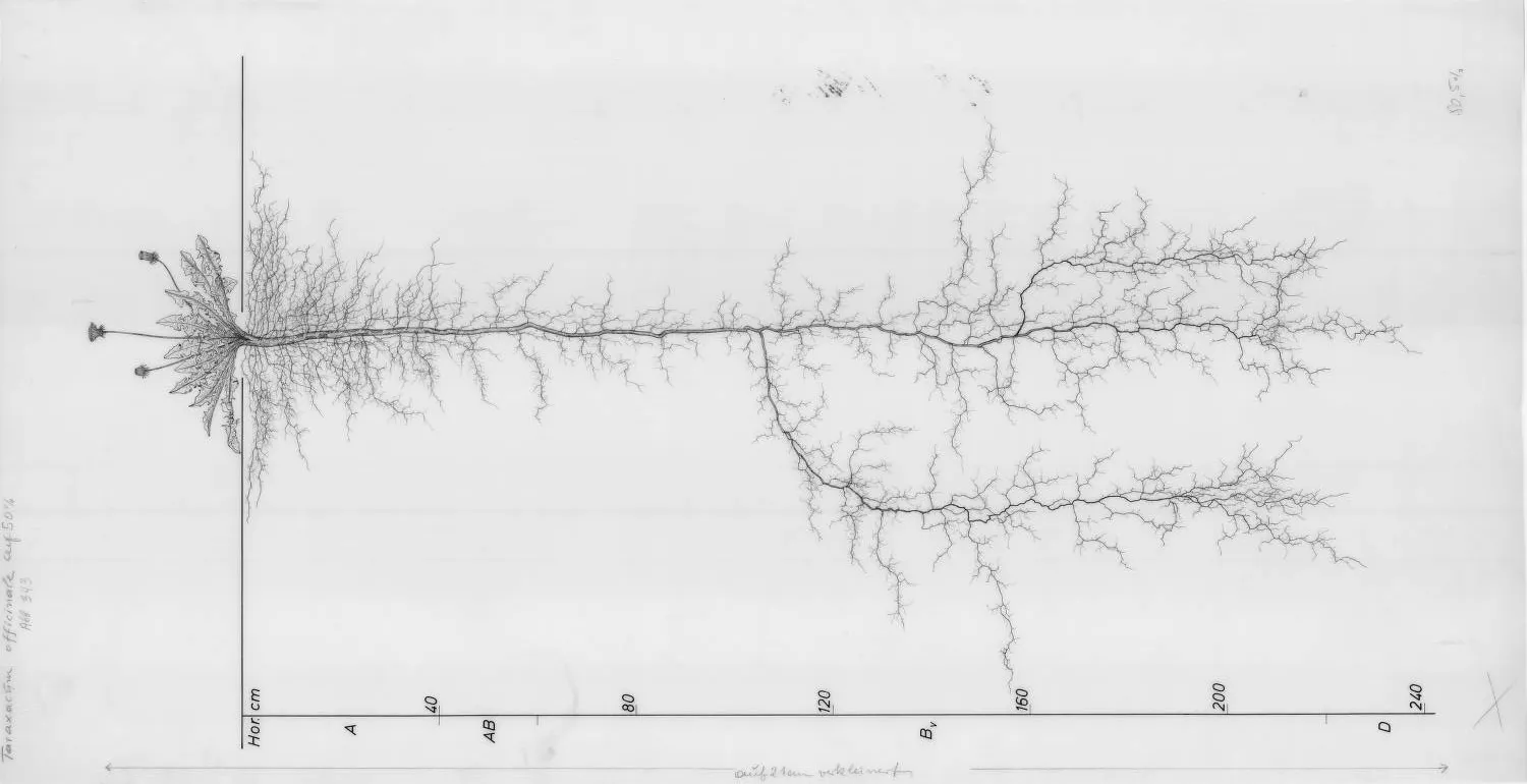 Illustration of the hyper-long roots of the Taraxacum Officinalis roots.